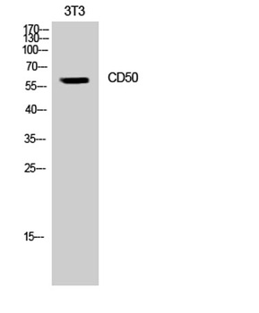 CD50 antibody
