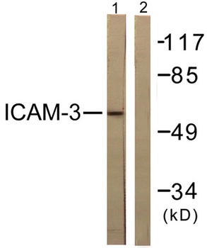 CD50 rabbit pAb Antibody