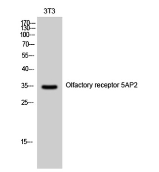 Olfactory receptor 5AP2 rabbit pAb