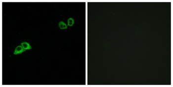 Olfactory receptor 2AT4 rabbit pAb