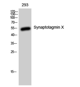Synaptotagmin X rabbit pAb