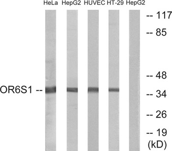 Olfactory receptor 6S1 rabbit pAb