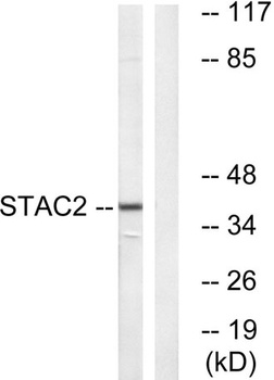 STAC2 rabbit pAb