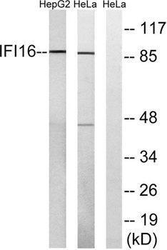 IFI-16 antibody