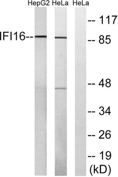 IFI-16 rabbit pAb