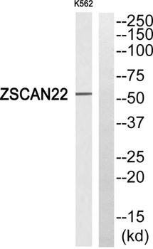 ZSCAN22 rabbit pAb