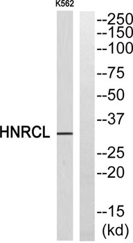 hnRNP CL1 rabbit pAb