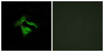 GPR149 antibody