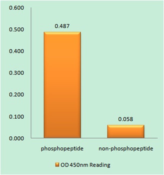 IFN-γRα (phospho Tyr457) rabbit pAb