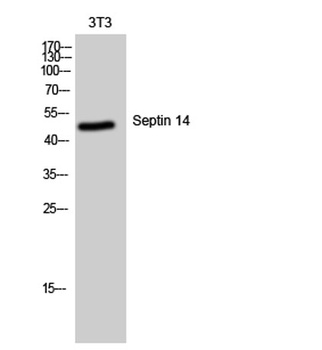 Septin 14 antibody