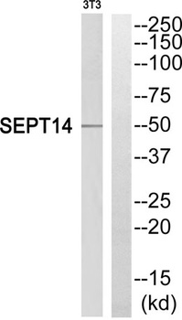 Septin 14 rabbit pAb Antibody