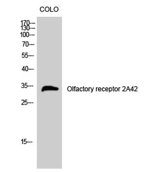 Olfactory receptor 2A42 rabbit pAb