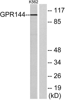 GPR144 rabbit pAb