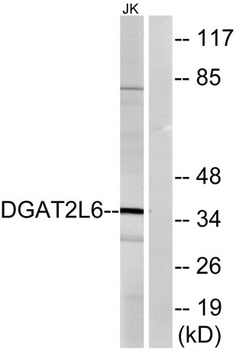 DGAT2L6 antibody