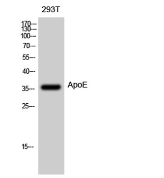 Apolipoprotein E antibody