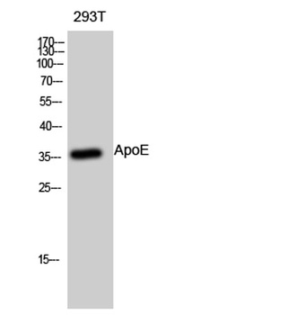 ApoE rabbit pAb