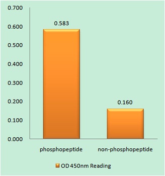 IGF-IR (phospho-Tyr1346) antibody