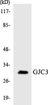 Connexin 31.3 antibody