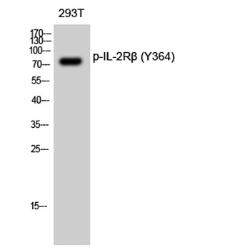 IL-2Rβ (phospho Tyr364) rabbit pAb