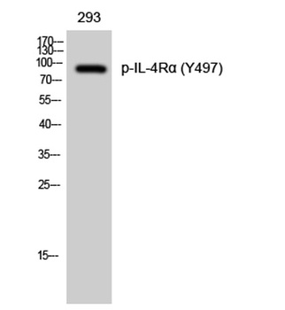 IL4R alpha (phospho-Tyr497) antibody