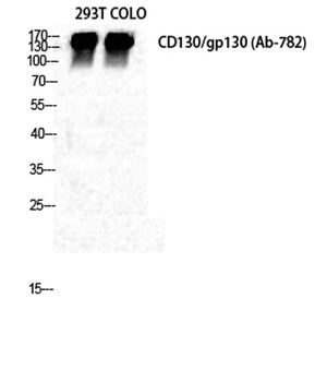 CD130 antibody