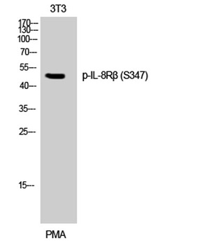 IL8R beta (phospho-Ser347) antibody