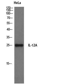 IL12A antibody