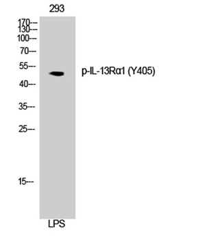 IL13R alpha 1 (phospho-Tyr405) antibody