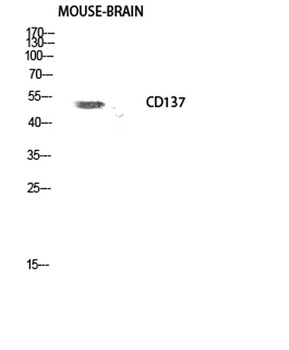 CD137 antibody