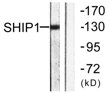 SHIP-1 antibody