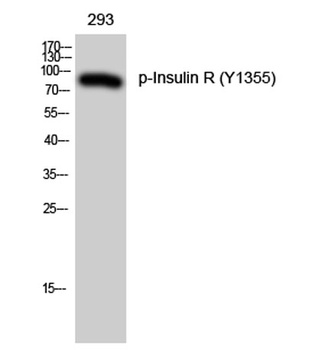 Insulin R (phospho-Tyr1355) antibody