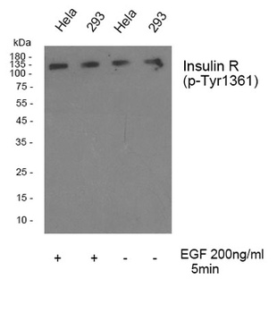 Insulin R (phospho-Tyr1361) antibody