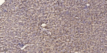 PDX-1 rabbit pAb Antibody