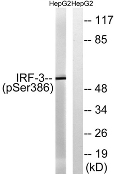 IRF-3 (phospho-Ser386) antibody