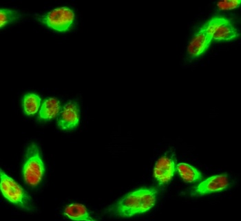 IRF-3 (phospho Ser385) rabbit pAb