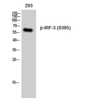 IRF-3 (phospho Ser385) rabbit pAb Antibody