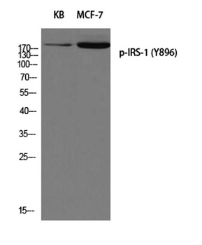 IRS-1 (phospho Tyr896) rabbit pAb