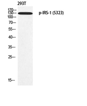 IRS-1 (phospho Ser323) rabbit pAb