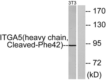 Cleaved-Integrin alpha 5 HC (F42) antibody