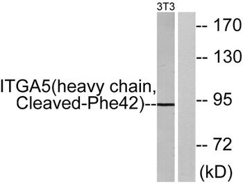 Cleaved-Integrin α5 HC (F42) rabbit pAb