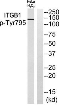 Integrin β1 (phospho Tyr795) rabbit pAb Antibody