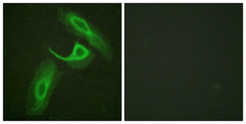 Integrin β2 rabbit pAb