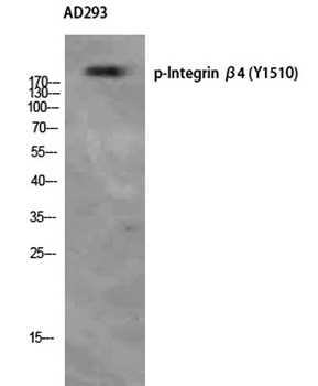 Integrin beta 4 (phospho-Tyr1510) antibody