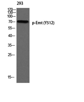 Emt (phospho Tyr512) rabbit pAb