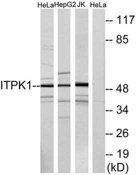 ITPK1 antibody