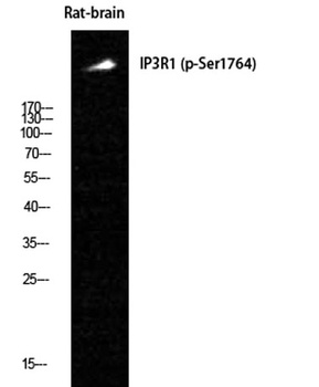 IP3R-I (phospho Ser1764) rabbit pAb