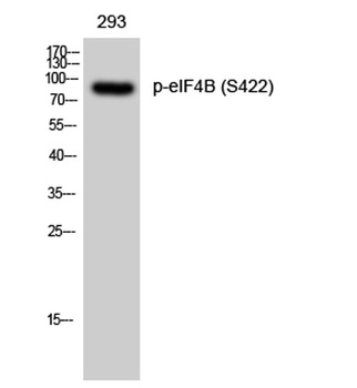 eIF4B (phospho-Ser422) antibody