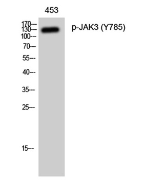 JAK3 (phospho-Tyr785) antibody