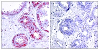 AP-1 (phospho Ser243) rabbit pAb