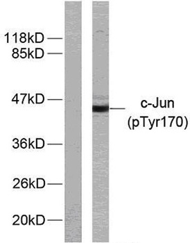 AP-1 (phospho-Tyr170) antibody